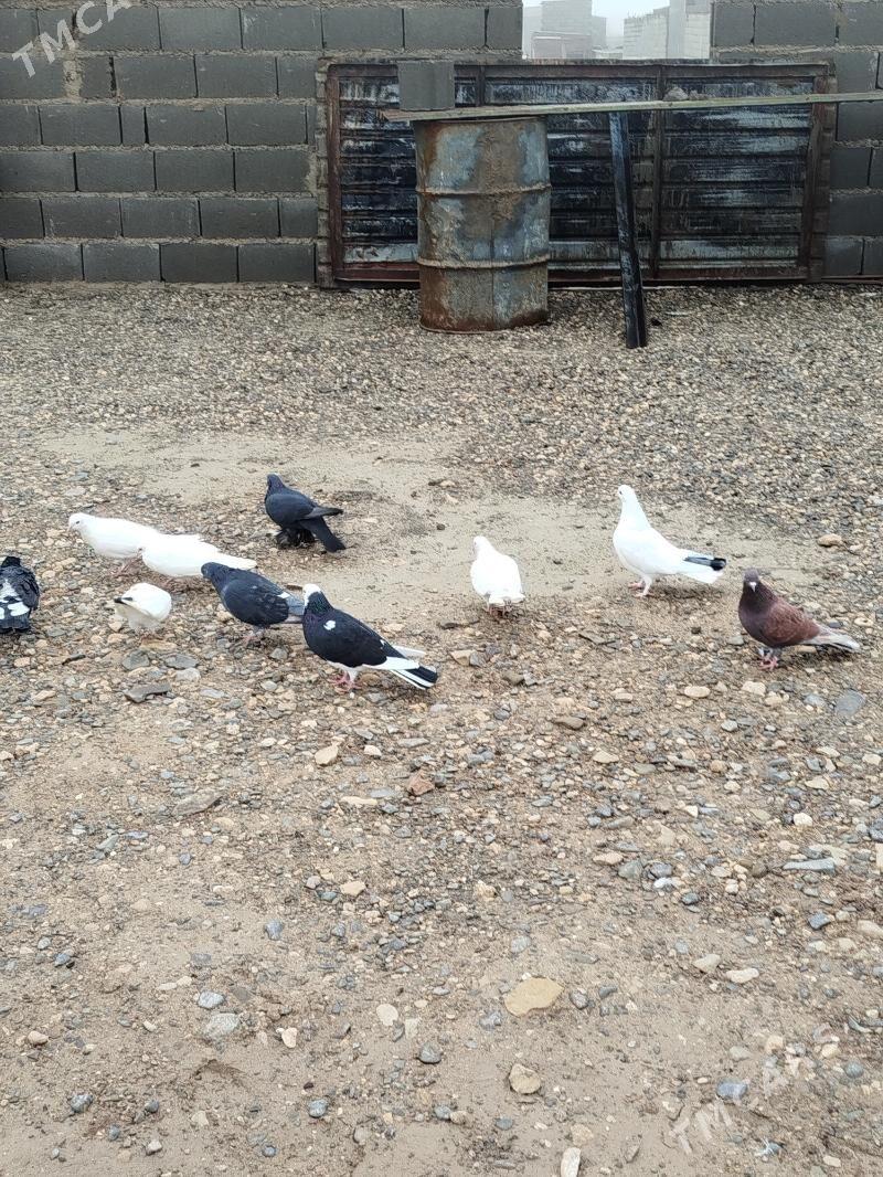 kepderi - Gyzylarbat - img 1