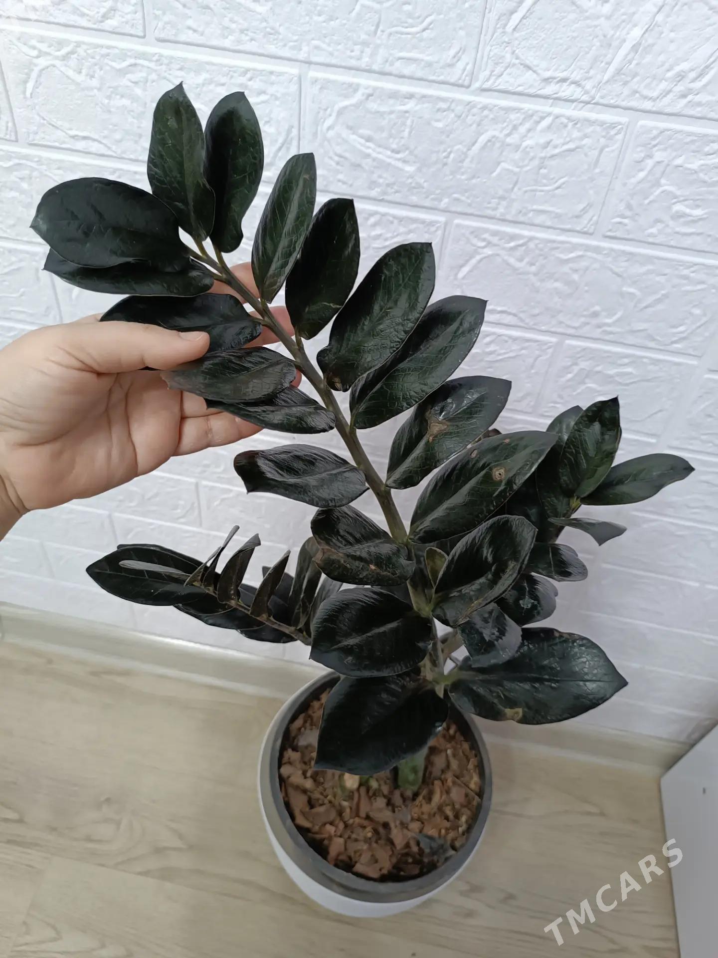 ЗАМИОКУЛЬКАС - Aşgabat - img 1