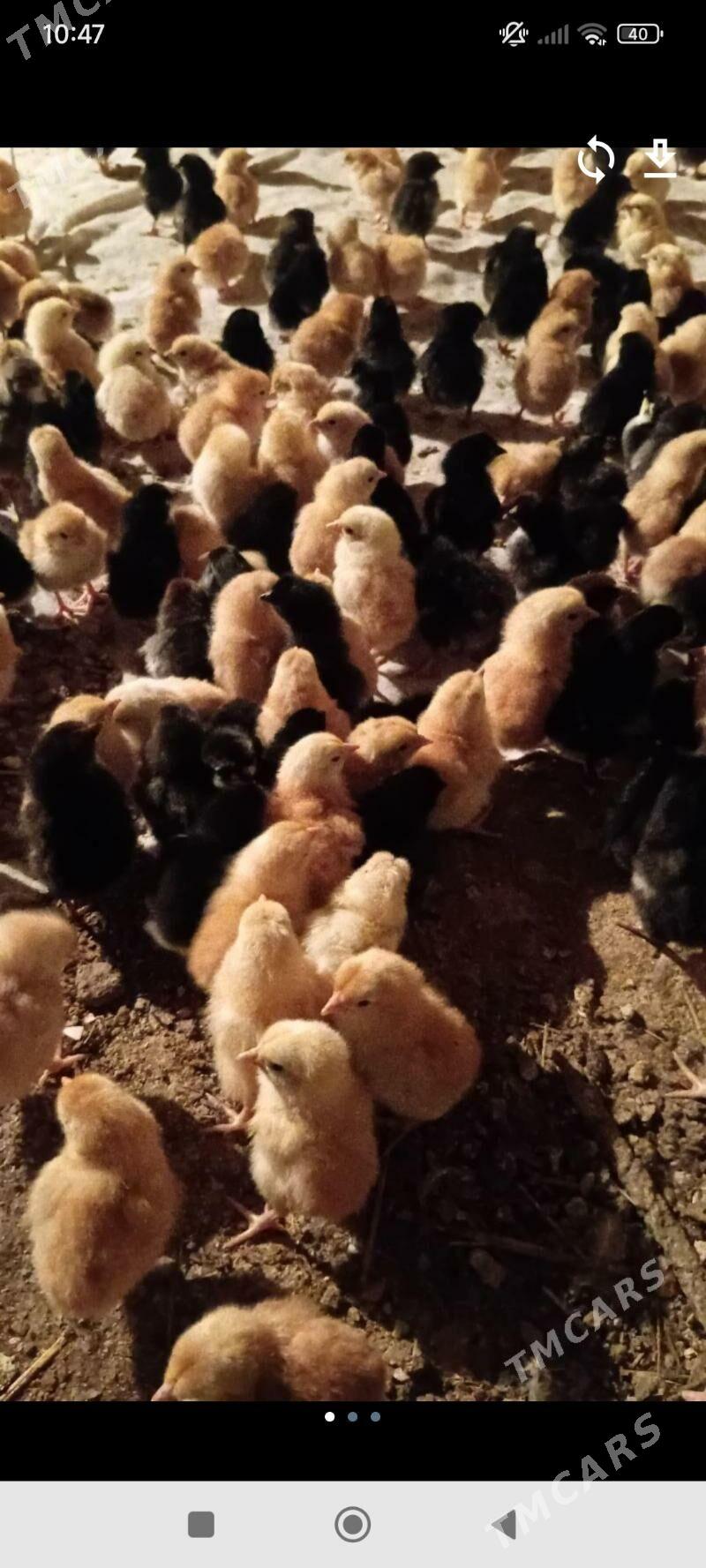 jüýje - Gurbansoltan Eje - img 1