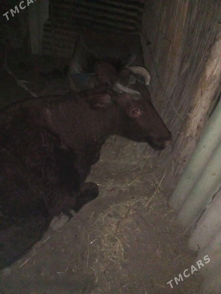 sygyr - Сакарчага - img 1