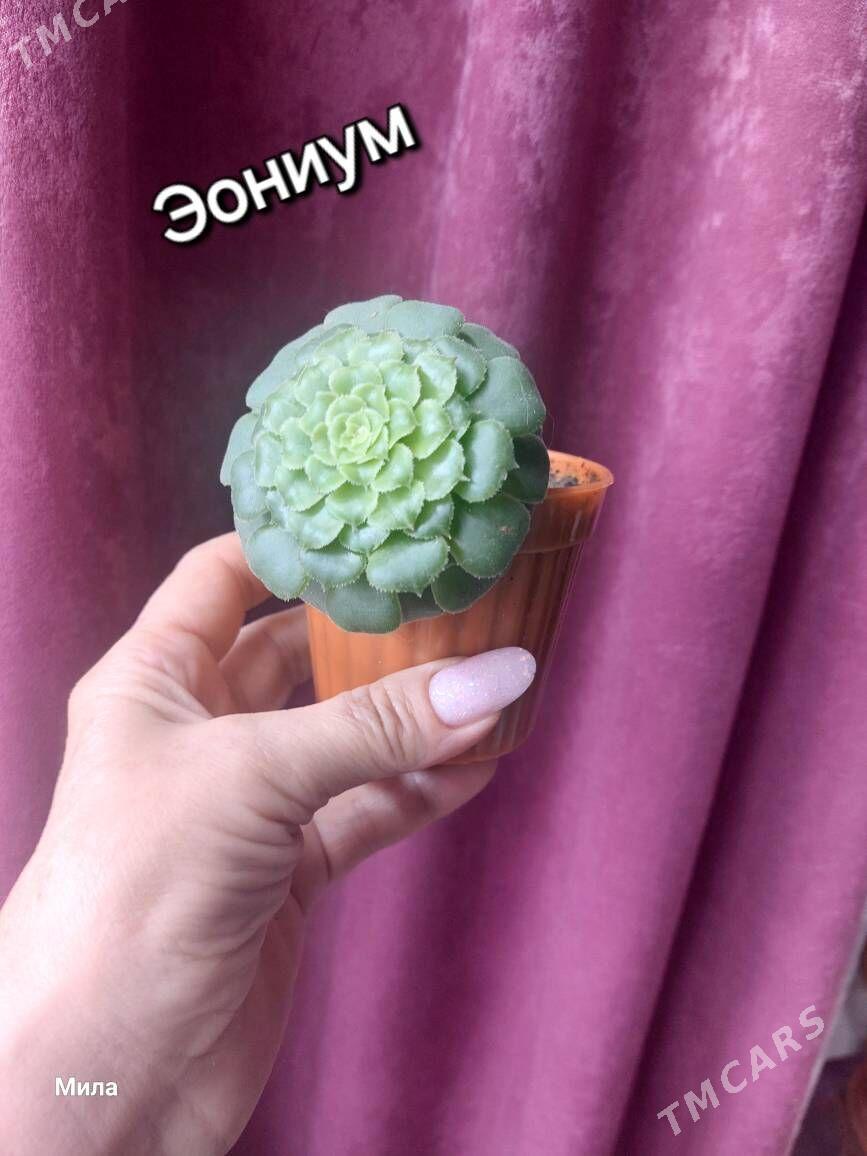 Домашние цветы - Туркменбаши - img 1