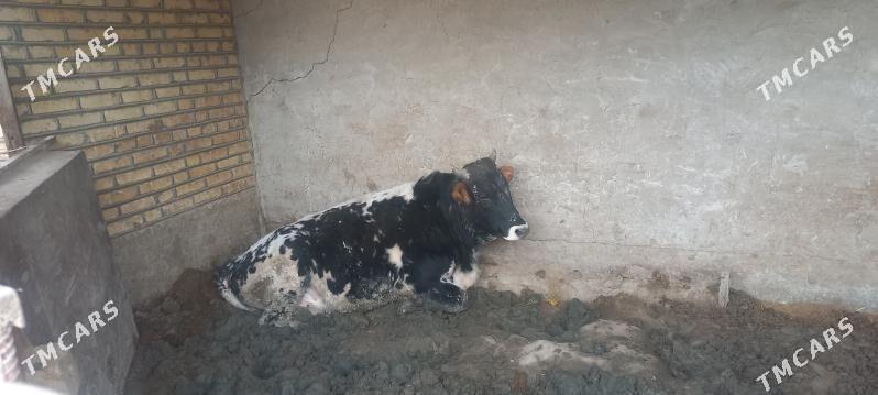 öküz - Кака - img 1