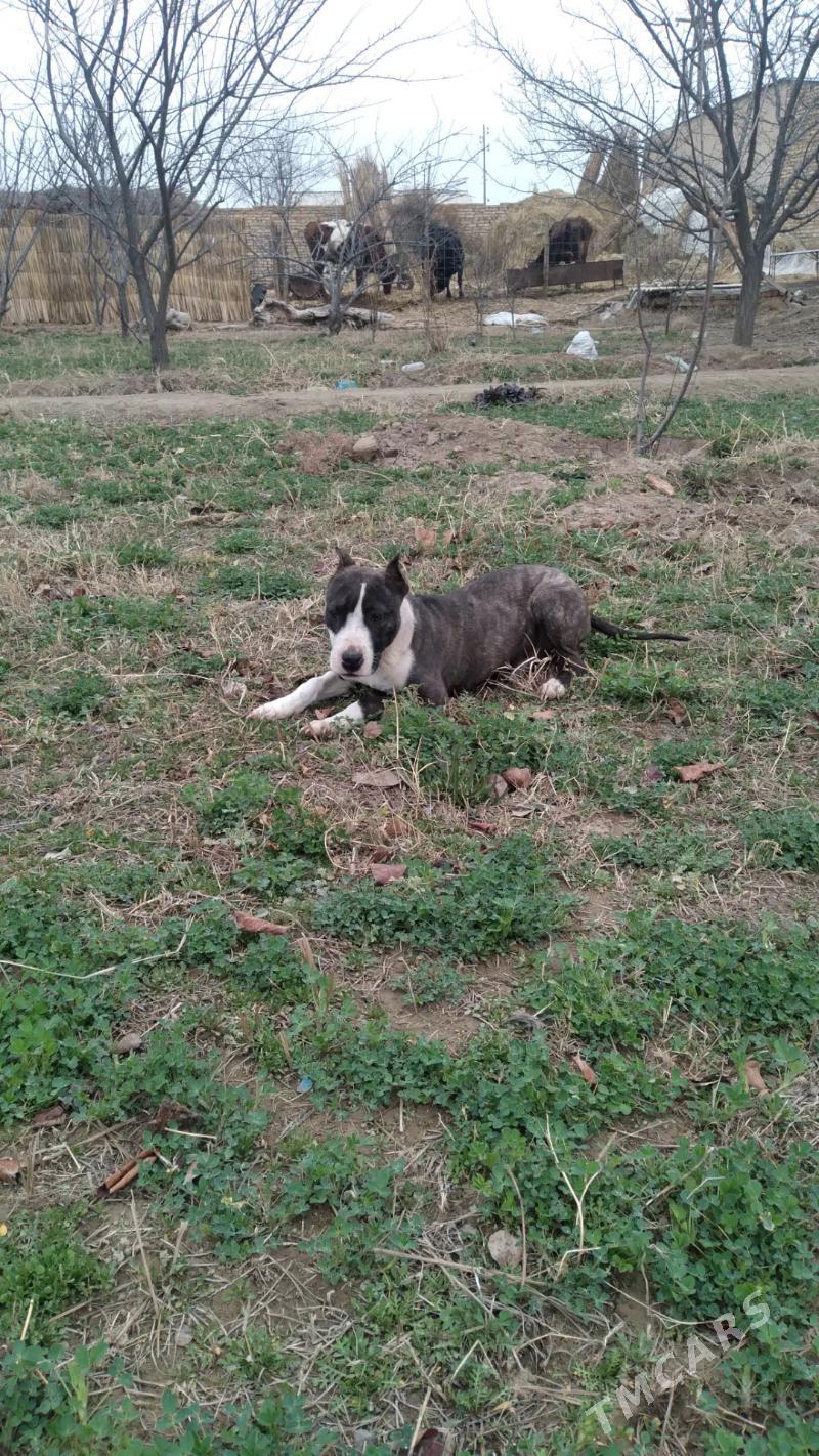 Питбуль, ит - Туркменабат - img 1