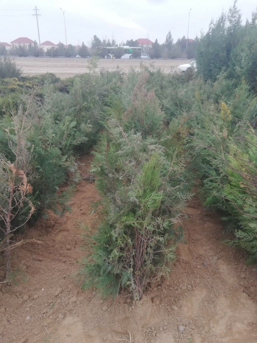 Tuya yolka - Чоганлы - img 1