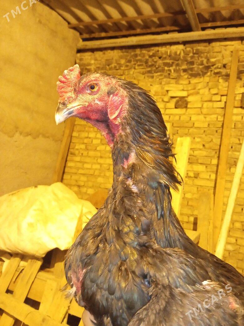 taskent - Хитровка - img 1