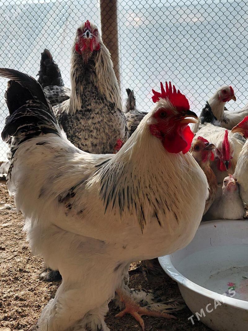 brama nolgar horazlar - Gökdepe - img 1