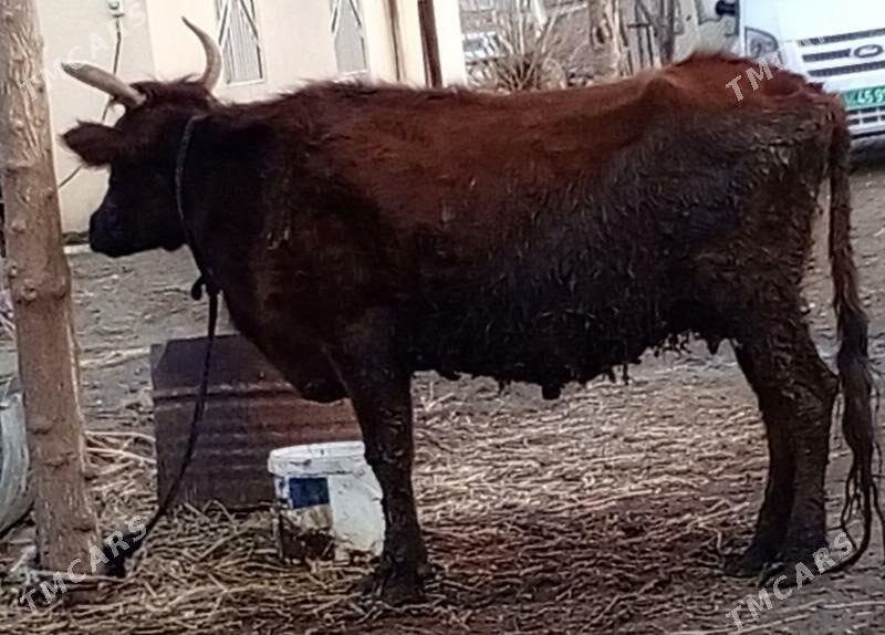 gysyr sygyr 2sany - Гёкдепе - img 1