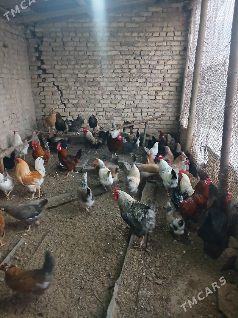 Towuk - Çärjew - img 1