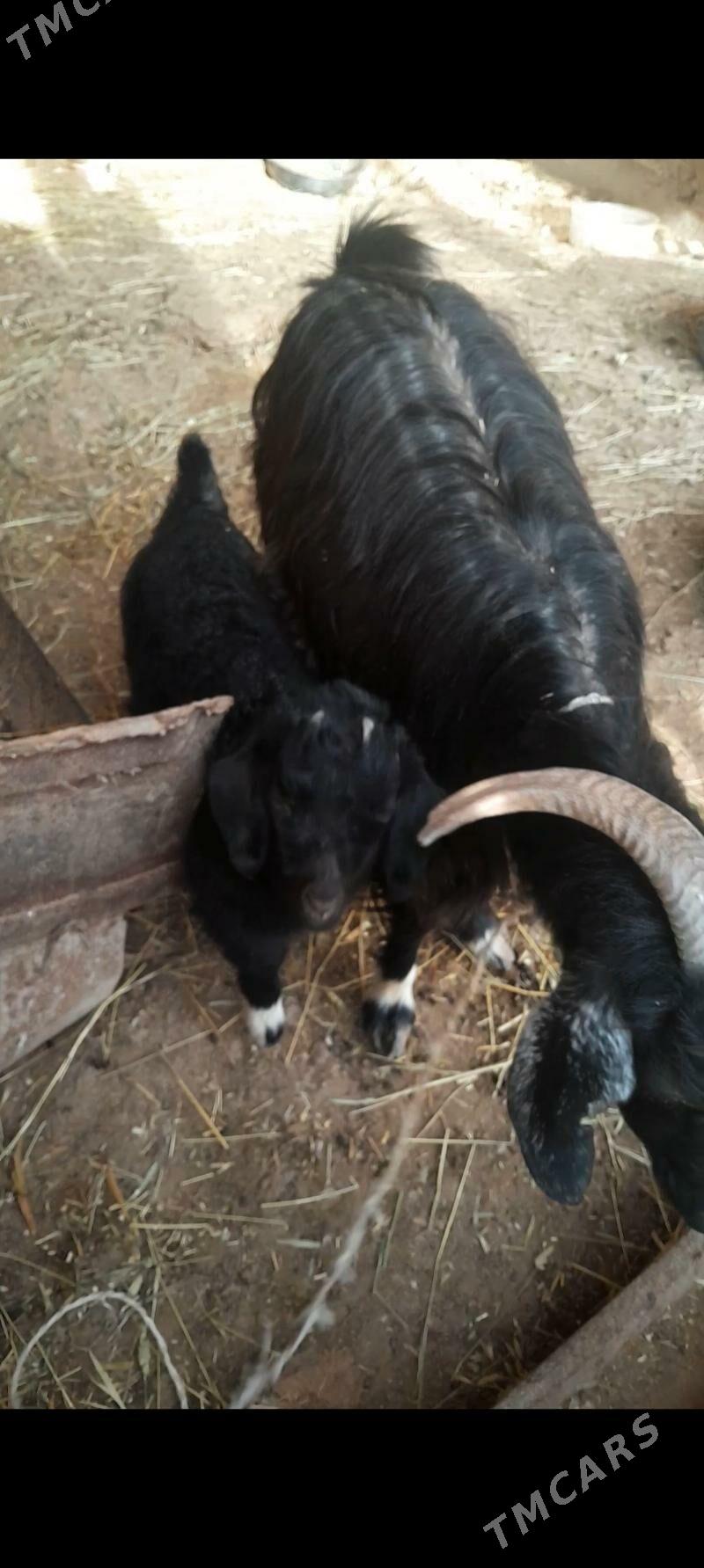 geciler, Dusakda - Кака - img 1