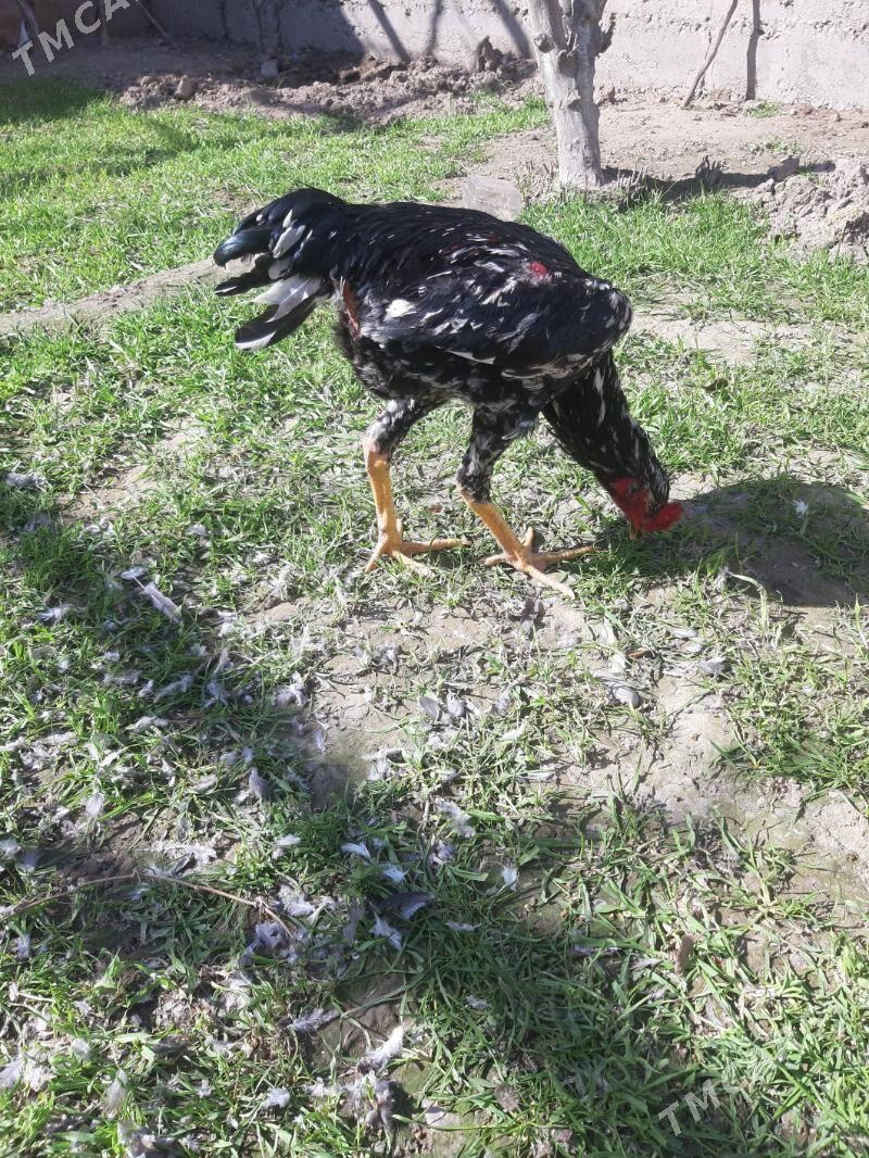 Bayes horaz - Mary - img 1