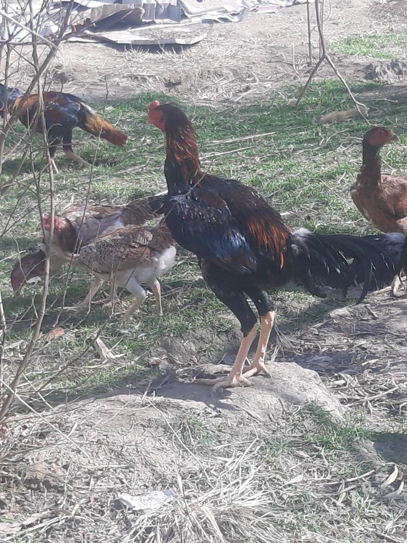 bayes juyje - Мары - img 1