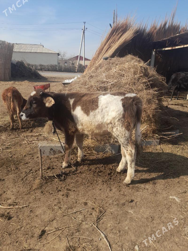 ökuzce we gulojun - Mary - img 1