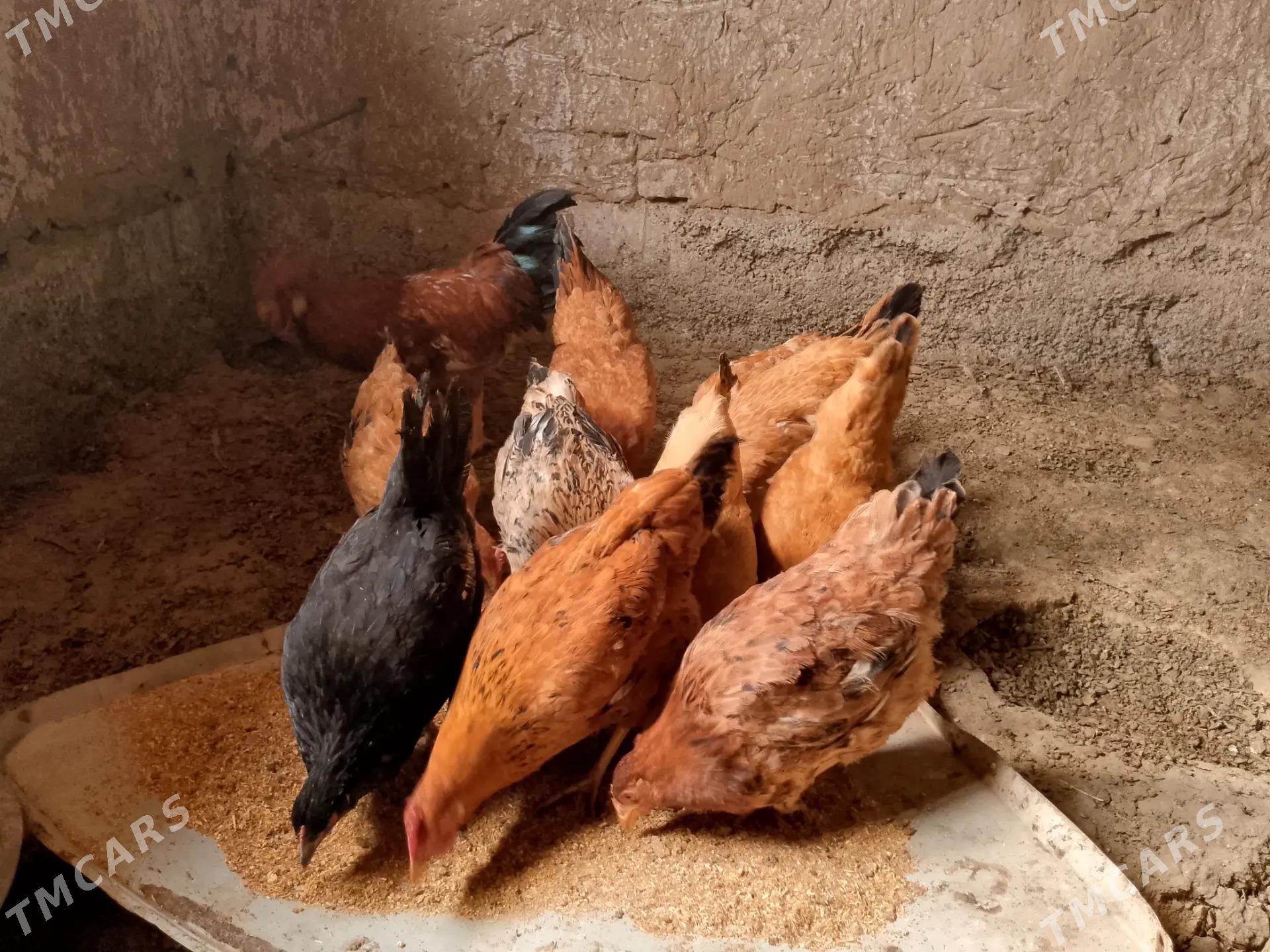 yaş towuk - Махтумкули - img 1