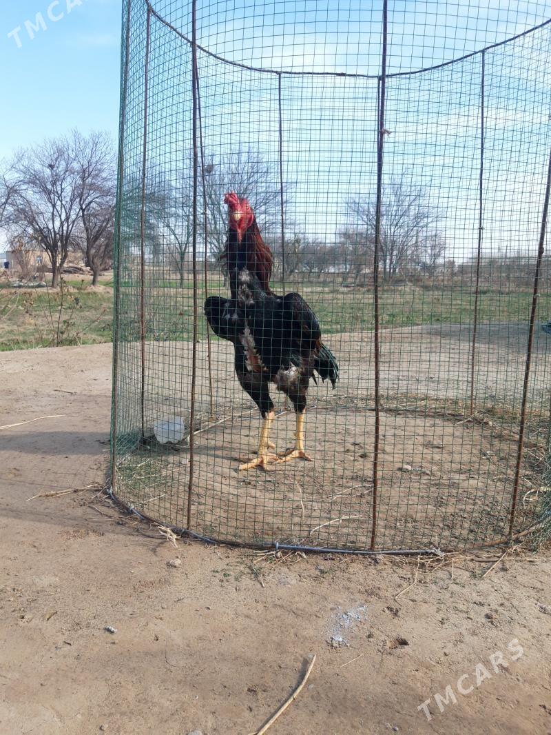 horoz - Baýramaly - img 1