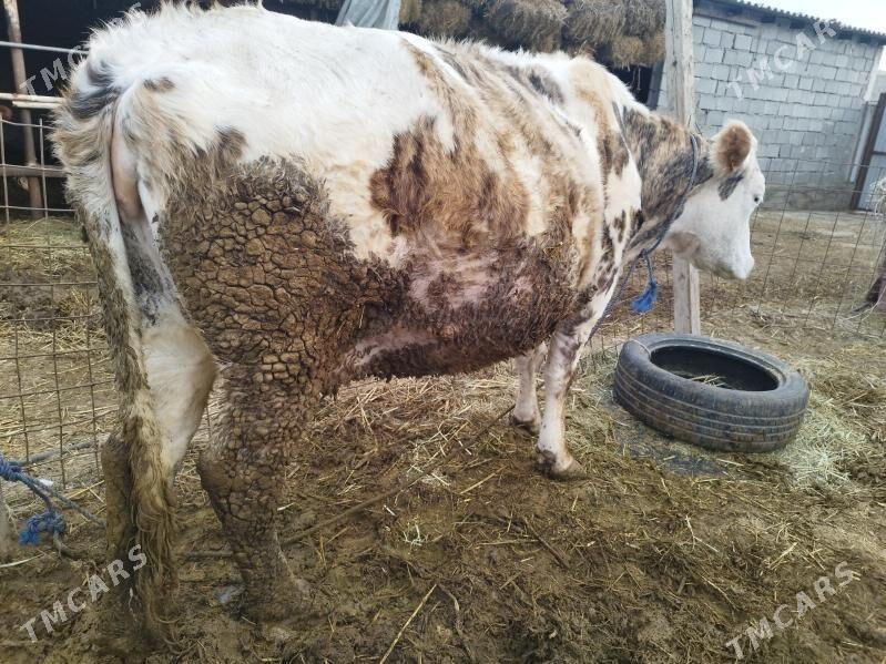 Сыгыр - Änew - img 1