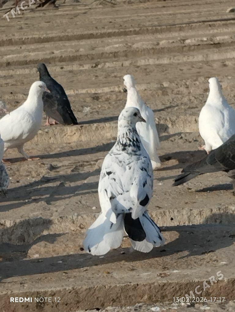 голубь мраморный - Ашхабад - img 1