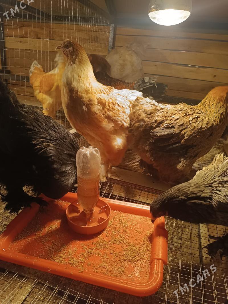 brama towuk - Чоганлы - img 1