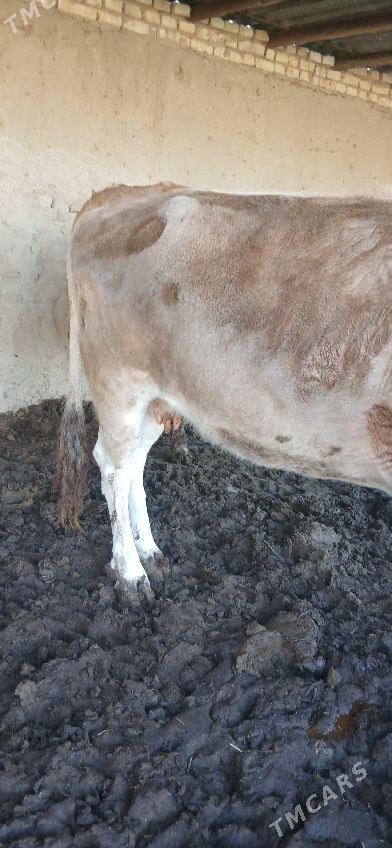 щвес улы сыгыр - Туркменгала - img 1