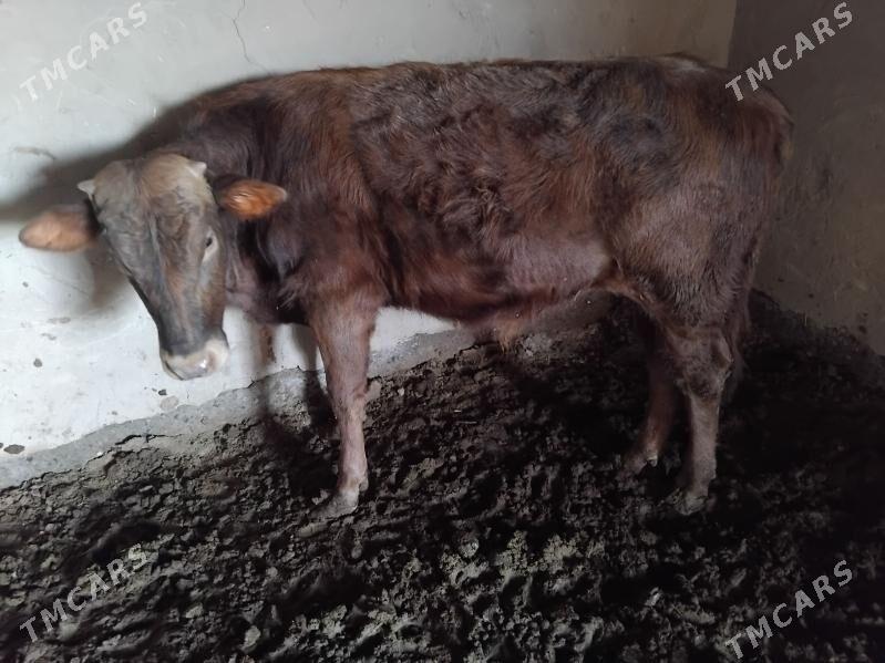 Öküz - Сакарчага - img 1