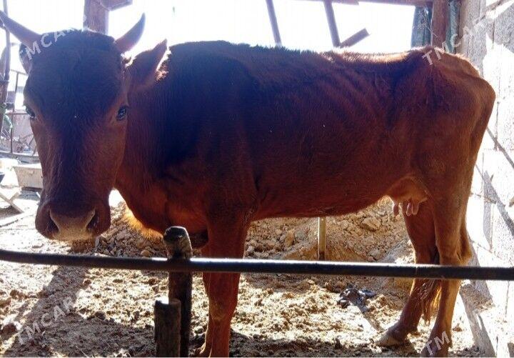 goleli sygyr - Мары - img 1