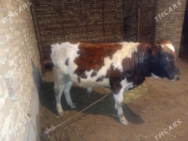 okuz - Кака - img 1