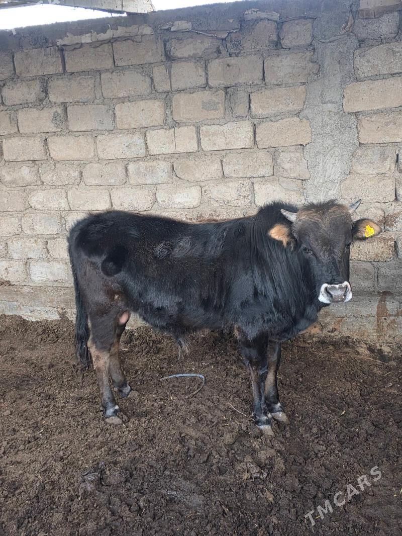 okuz - Гарадамак - img 1