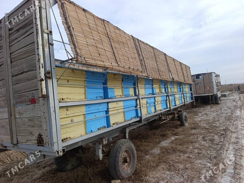 Ary - Мары - img 1