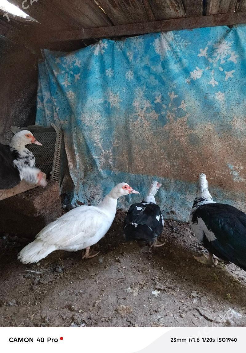 indeutka sesiz ordek - Büzmeýin - img 1