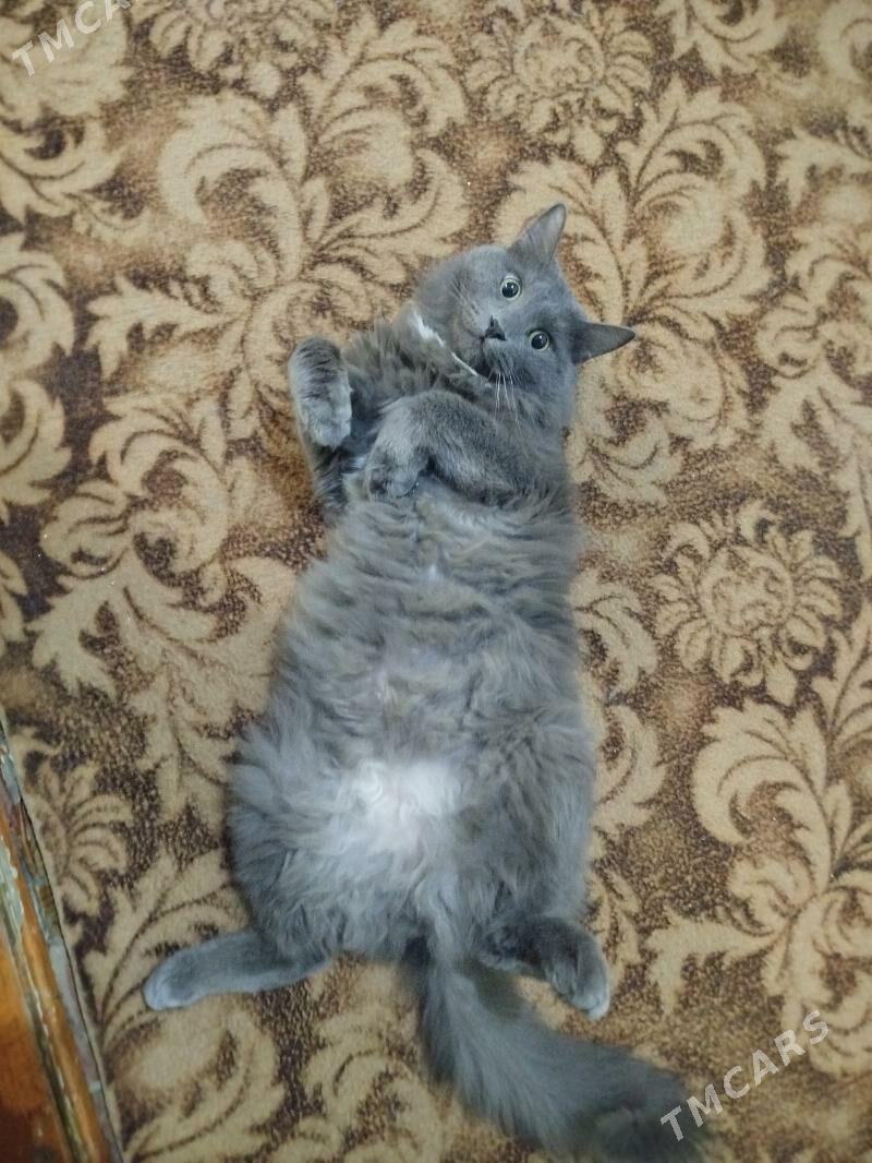 öý pişigi - Wekilbazar - img 1