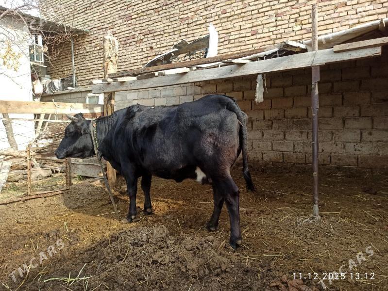 Çornypios tohum sygyr - Анев - img 1