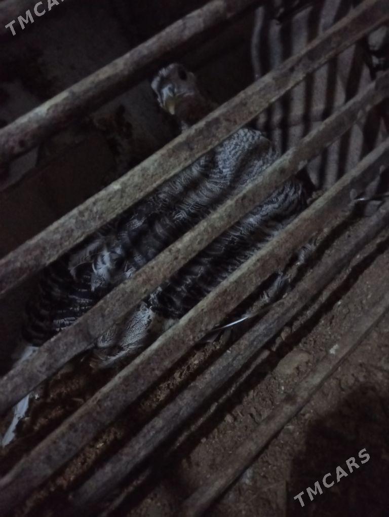 kürk induk - Gyzylarbat - img 1