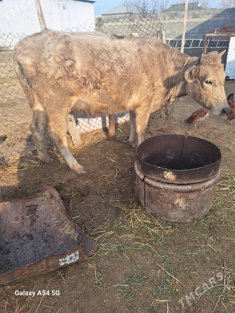 sygyr - Гёкдепе - img 1