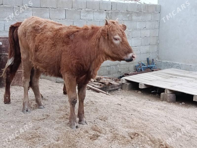 gacar - Jebel - img 1