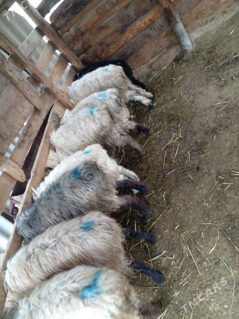 işşek - Gökdepe - img 1