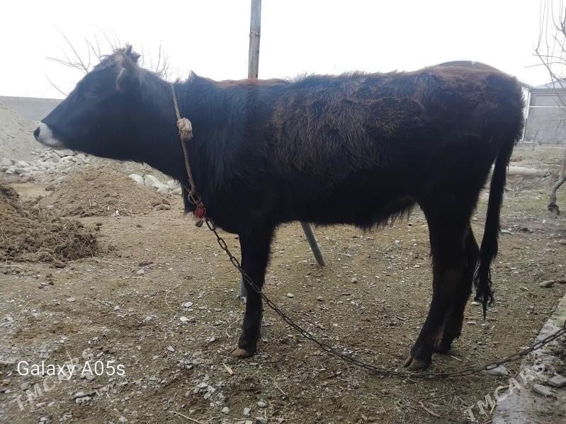 tuwe - Bäherden - img 1