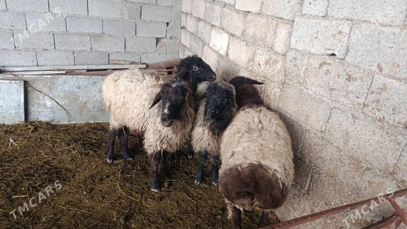 goyun - Анев - img 1