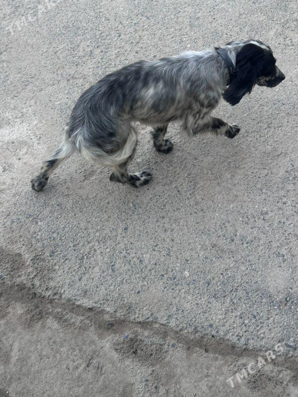 awçy güjük - Туркменабат - img 1