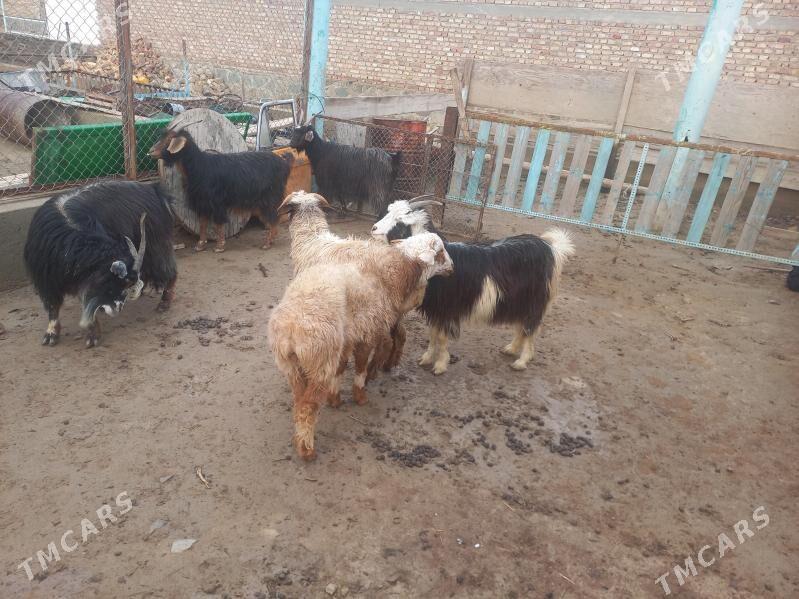 Geci tokly - Берекет - img 1