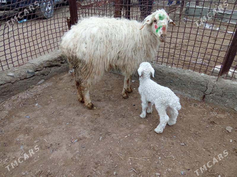 guzyly goyun - Bäherden - img 1