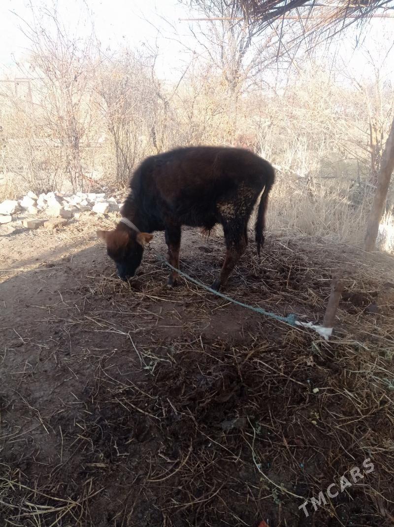 öküzce - Farap - img 1