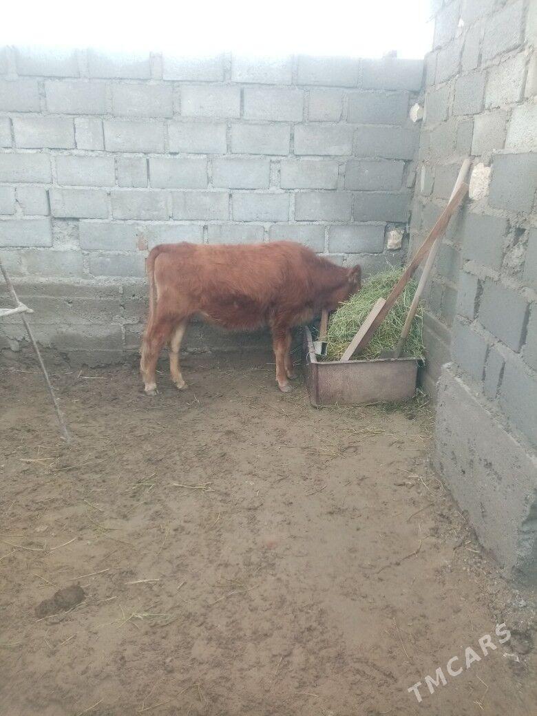 Gacar - Gumdag - img 1