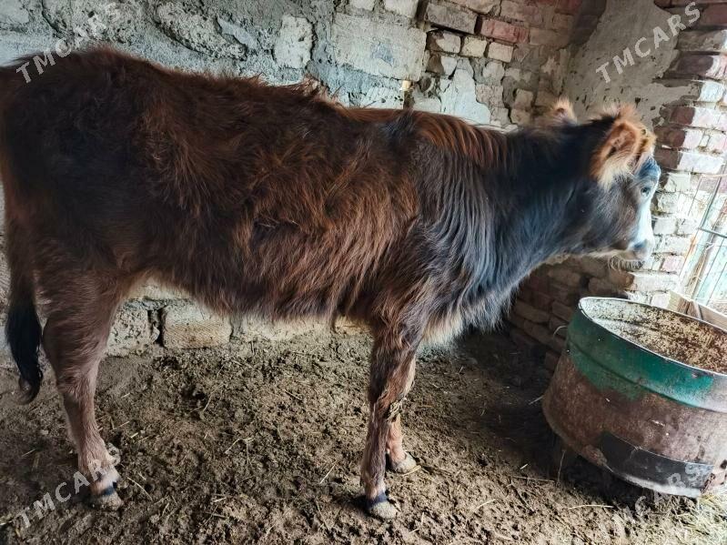 gacar  sygyr - Bereket - img 1