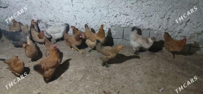 towk yasajik - Gökje - img 1