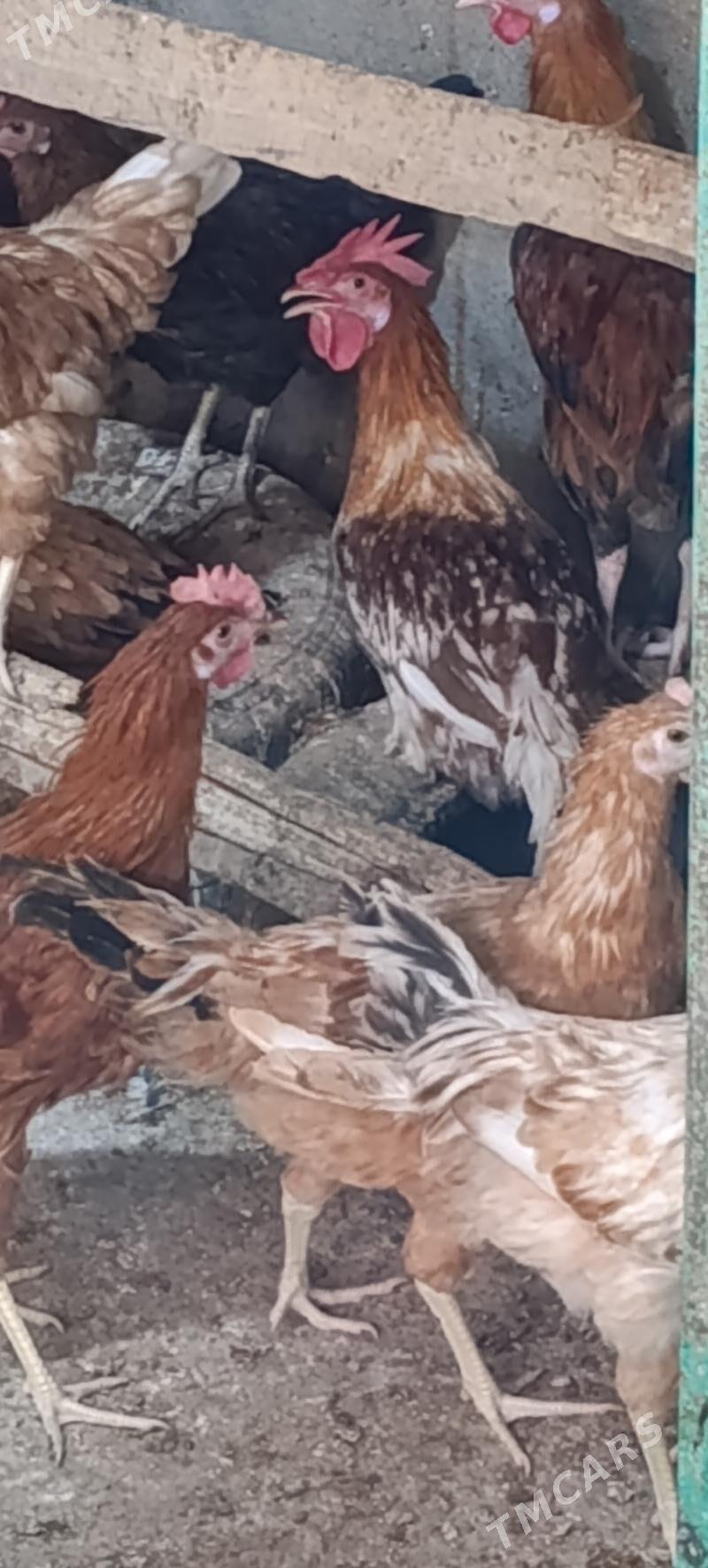 juyje elin - Gökdepe - img 1