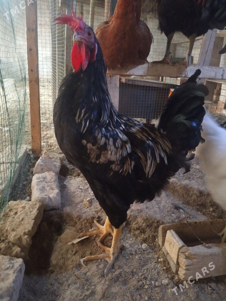 gigant horaz - Baýramaly - img 1