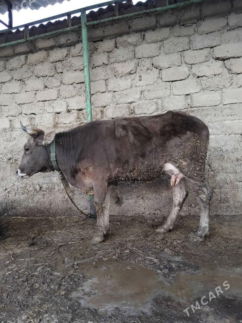 şves sygyr sagylya - Ашхабад - img 1