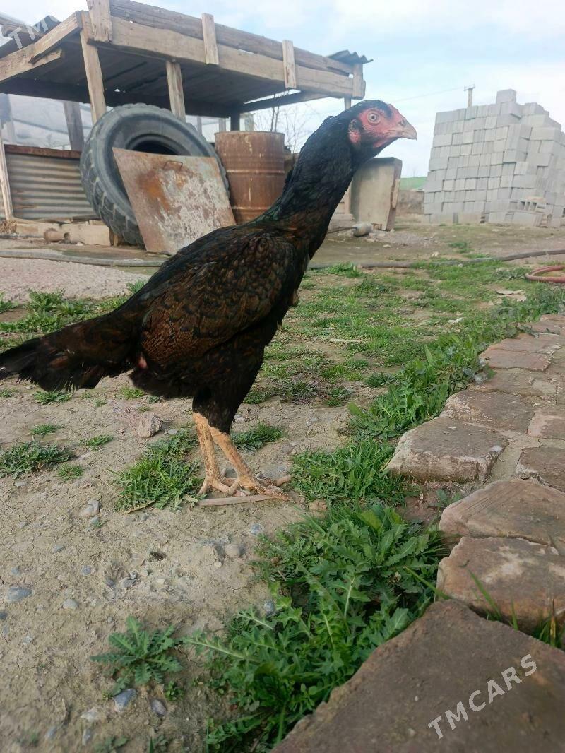 Taşkent maki - Büzmeýin - img 1