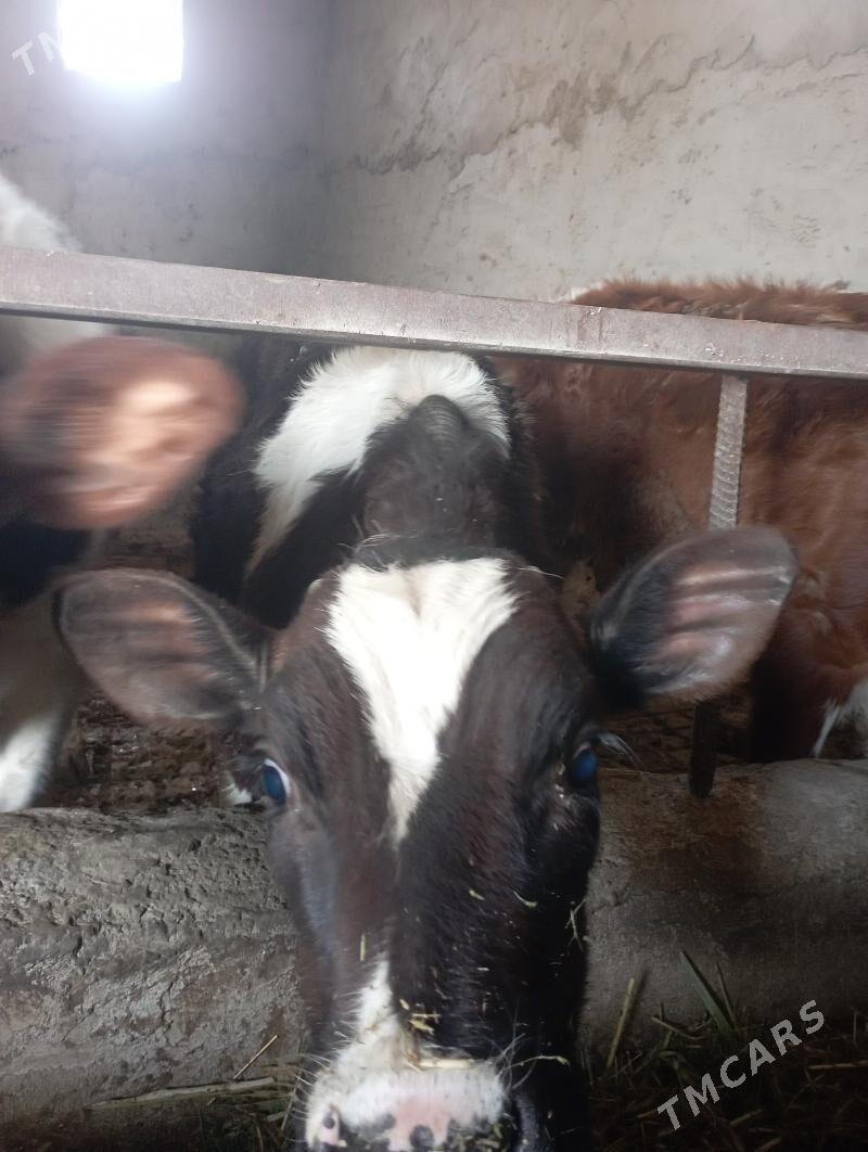 galisdeyn okuzce - Койтендаг - img 1