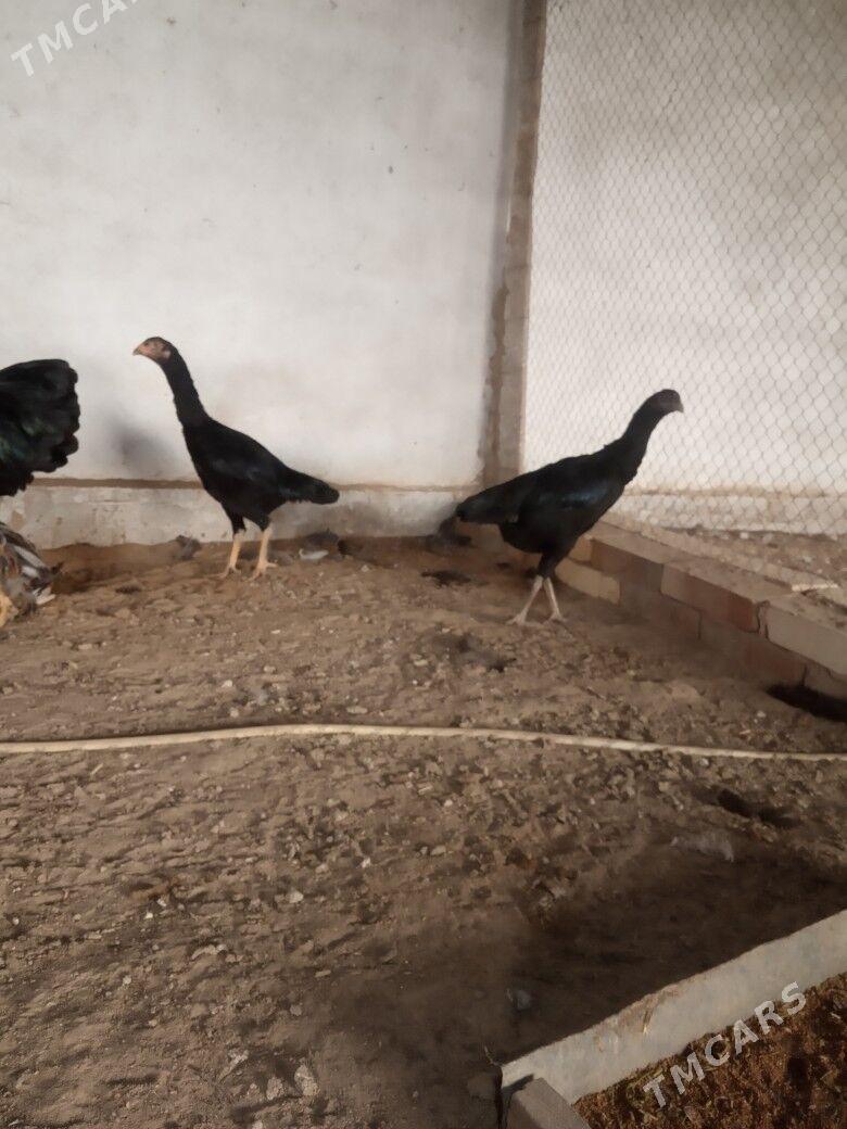 bayes mäki - Байрамали - img 1