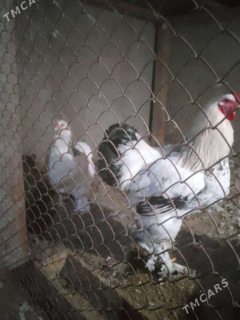 Satlyk Brama 1 para - Анев - img 1